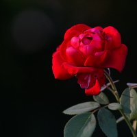 Розы нашего лета... :: Николай Саржанов