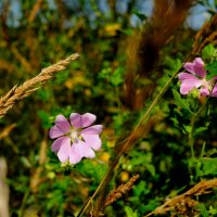 Мальва мускусная :: Dar(k) Life