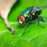 A fly on a leaf | 10 :: Sergey Sonvar