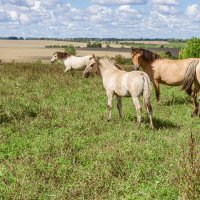 Природный парк "Олений".Дикие лошади :: Дмитрий Ряховский