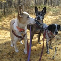 Под впечатлением от лесной прогулки :: Anna Ivanova