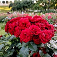 Розы Оранжерейного сада. :: Лия ☼