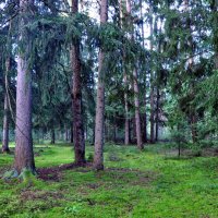 Сказочный лес :: Елена Сказочный лес :: Елена