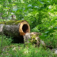 Дерево :: Наталья 