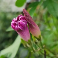 Парочка :: Валентина Богатко 