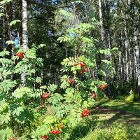 Рябина кудрявая :: Алевтина Рябина кудрявая :: Алевтина