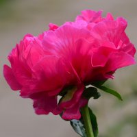 Лето в Ботаническом... Июнь. :: Наташа *****