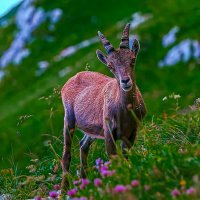 Ибекс :: Aleksey Afonin