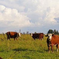 Неожиданная встреча :: Сергей Ц