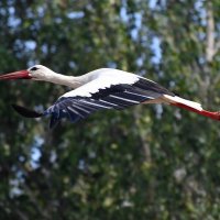 ПОЛЁТ... :: DianaVladimirovna 