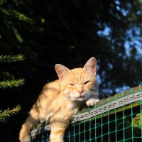 рыжик :: Андрей Иванов