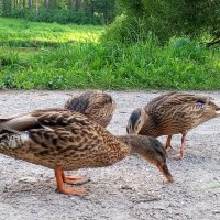 Утки :: Сапсан 