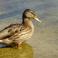 Кряква позирует. :: Милешкин Владимир Алексеевич 