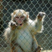 БРАТ_5 :: Сергей Янович Микк