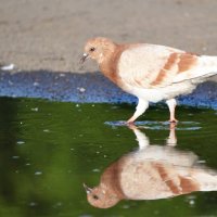 Голубь и отражение :: ирина Голубь и отражение :: ирина