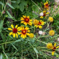 Цветы :: Анатолий Чикчирный