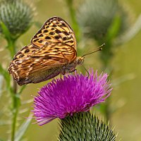 На цветке :: Андрей Пристяжнюк На цветке :: Андрей Пристяжнюк