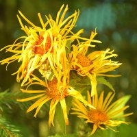 Девясил :: Татьяна Лютаева