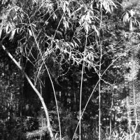 Назва. отсу. :: Денис Безногов