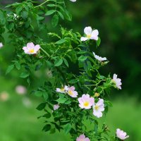 Лето в Ботаническом... Июнь. :: Наташа *****