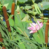 Девушка , а как Вас зовут ? :: Сеня Белгородский