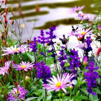 Цветы у воды :: Любимова Ольга 