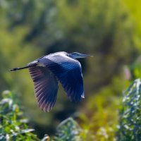 Цапля... :: Александр Посошенко Цапля... :: Александр Посошенко