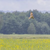 сова болотная :: юрий макаров