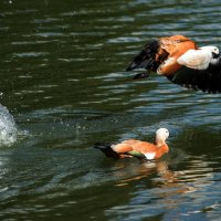 На взлёт. :: Владимир Безбородов