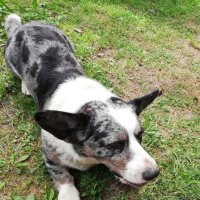 Чак в ожидании партнёра. :: Ольга Довженко