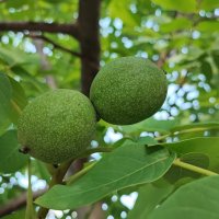 ,,, :: Сергей Тимоновский