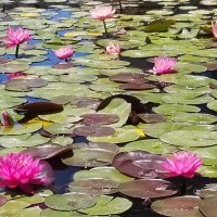 " :: Светлана Хращевская