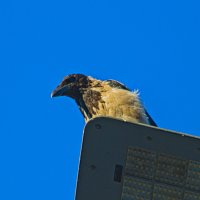 Эй,а Ты че делаешь ,у меня на районе !!! :: Giant Tao / Эй,а Ты че делаешь ,у меня на районе !!! :: Giant Tao /