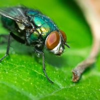 A fly on a leaf | 13 :: Sergey Sonvar A fly on a leaf | 13 :: Sergey Sonvar