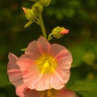 */*/*/ :: Анатолий Нецепляев