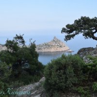 Природа Крыма :: Amazing Cosmea