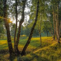 Вечер в берёзовой роще :: Vladimbormotov 