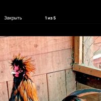 Петушок :: Василий 