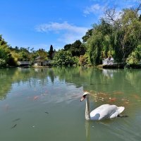 Лебедь на пруду :: Mikhail Irtyshskiy