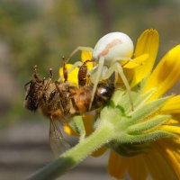 Паук-бокоход Misumena vatia с добычей :: Константин Штарк