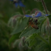 * :: Nikolai 888 * :: Nikolai 888