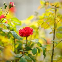 М85/1,4 :: Иваннович *