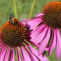 Август.... :: Марина Август.... :: Марина