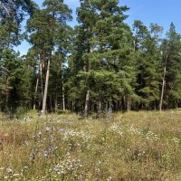 Природа острова "Коневец"... :: Наталия Павлова