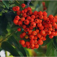 На исходе лета... :: Aquarius - Сергей