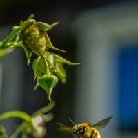 **** :: Михаил. М.