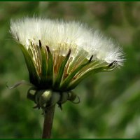 Красив! :: Наталья 