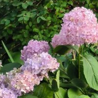 Гортензия. :: Ольга 