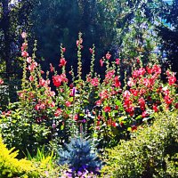 Август...Цветут церковные мальвы! :: Владимир 