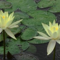 Кувшинка :: Рита Симонова